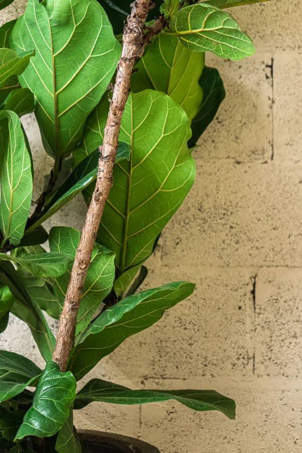 Ficus lyrata