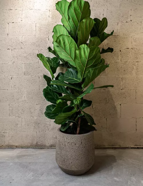 Ficus lyrata
