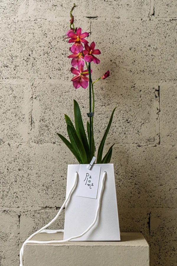 Orchidée papillon