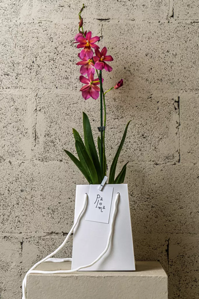 Orchidée papillon