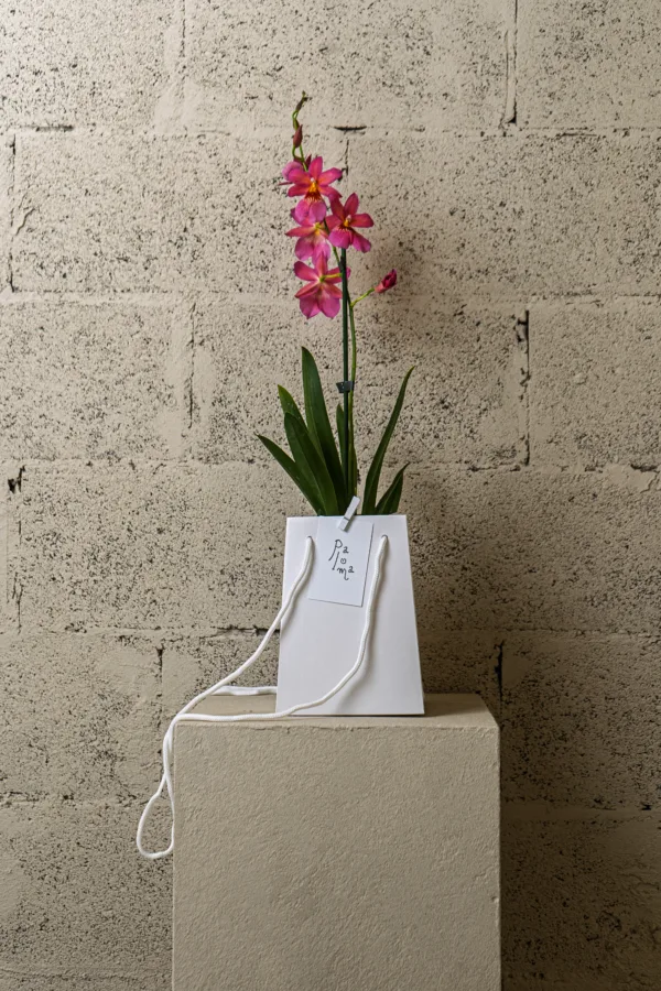 Orchidée papillon