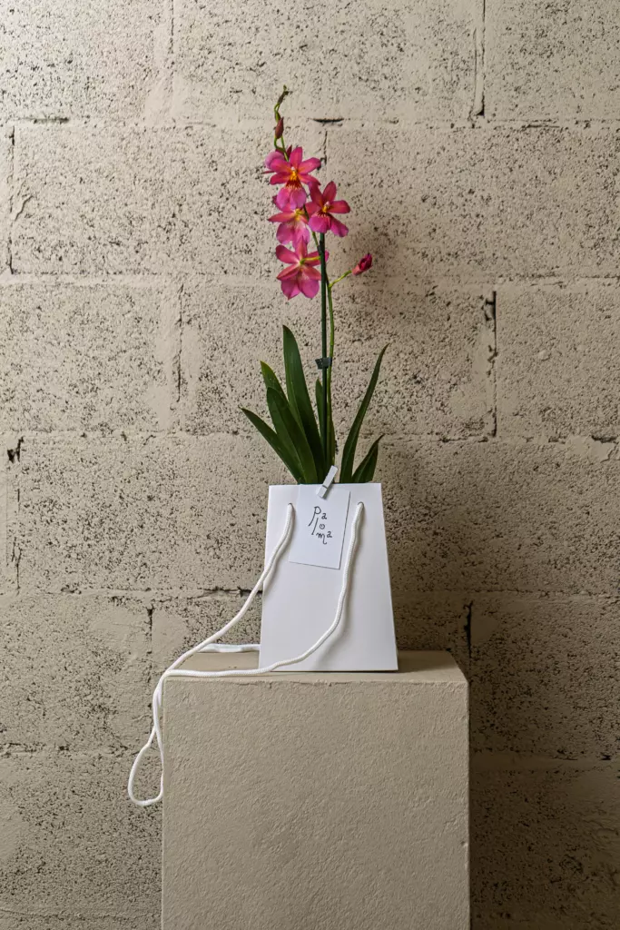 Orchidée papillon