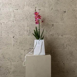 Orchidée papillon – Image 3