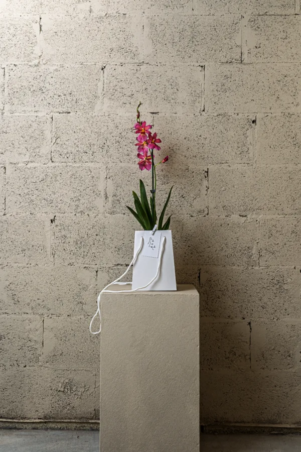 Orchidée papillon