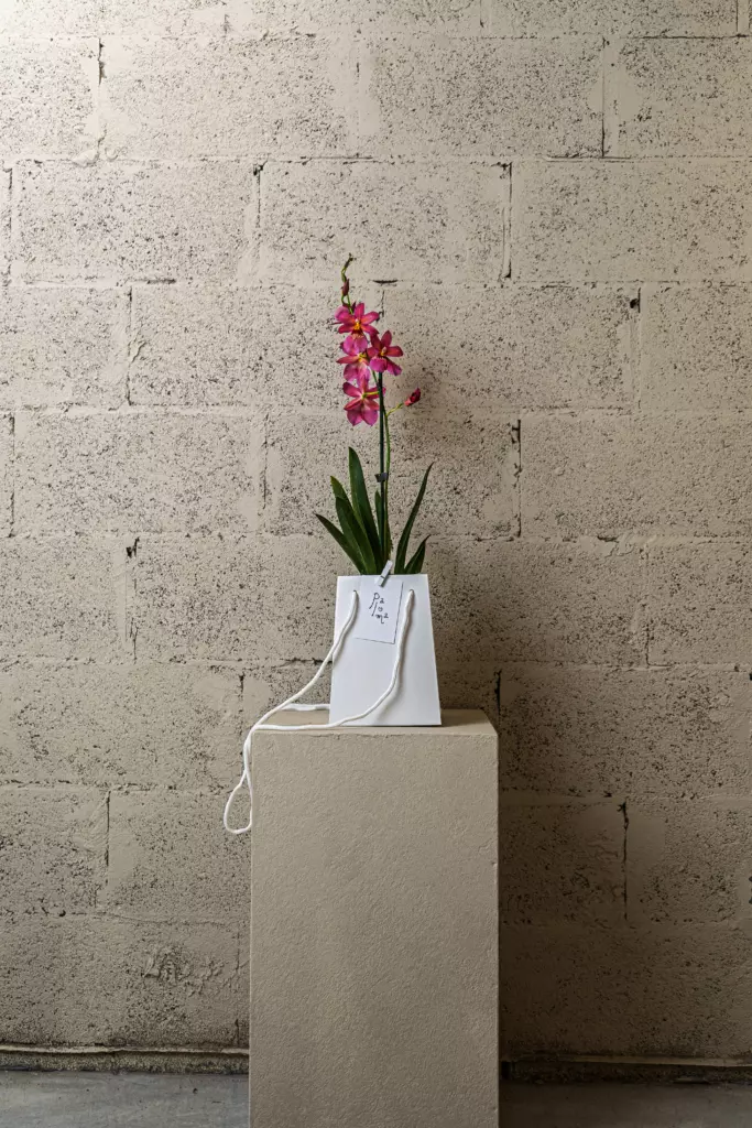 Orchidée papillon