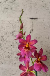 Orchidée papillon