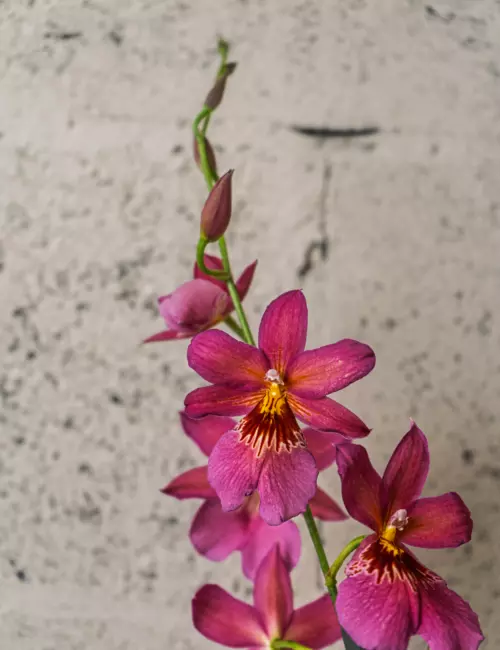 Orchidée papillon
