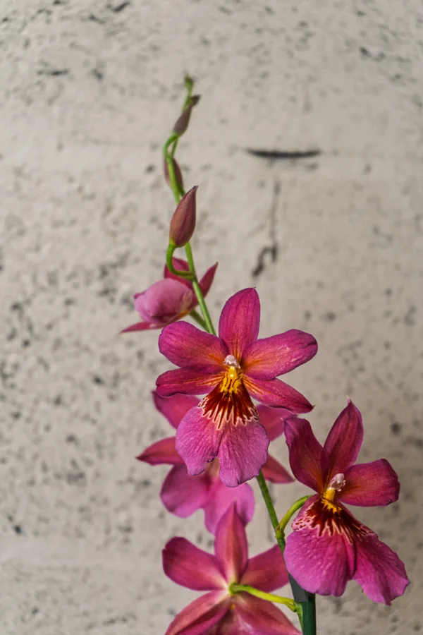 Orchidée papillon